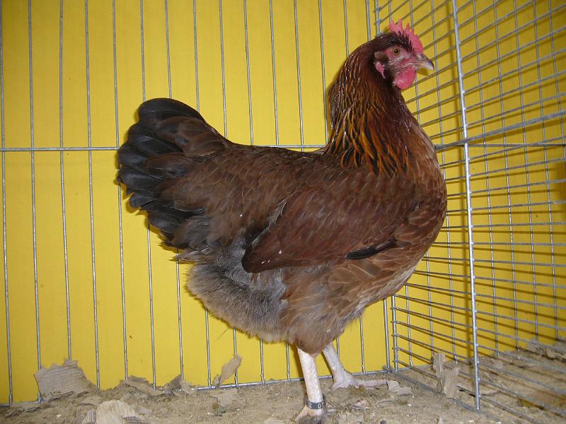 Hannover 2008 284.jpg - Sussex wildbraun von Andreas Neudecker Preis HV 96 VHGW Med.